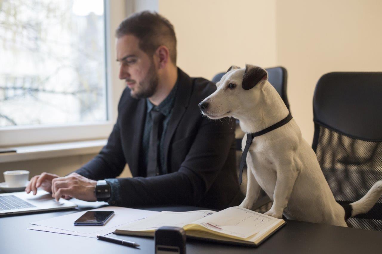 Ein Mann in einem Anzug arbeitet an einem Laptop an einem Schreibtisch. Neben ihm sitzt ein Hund, der eine Halsband trägt und aufmerksam auf den Monitor schaut. Auf dem Tisch liegen Notizen und ein Smartphone.