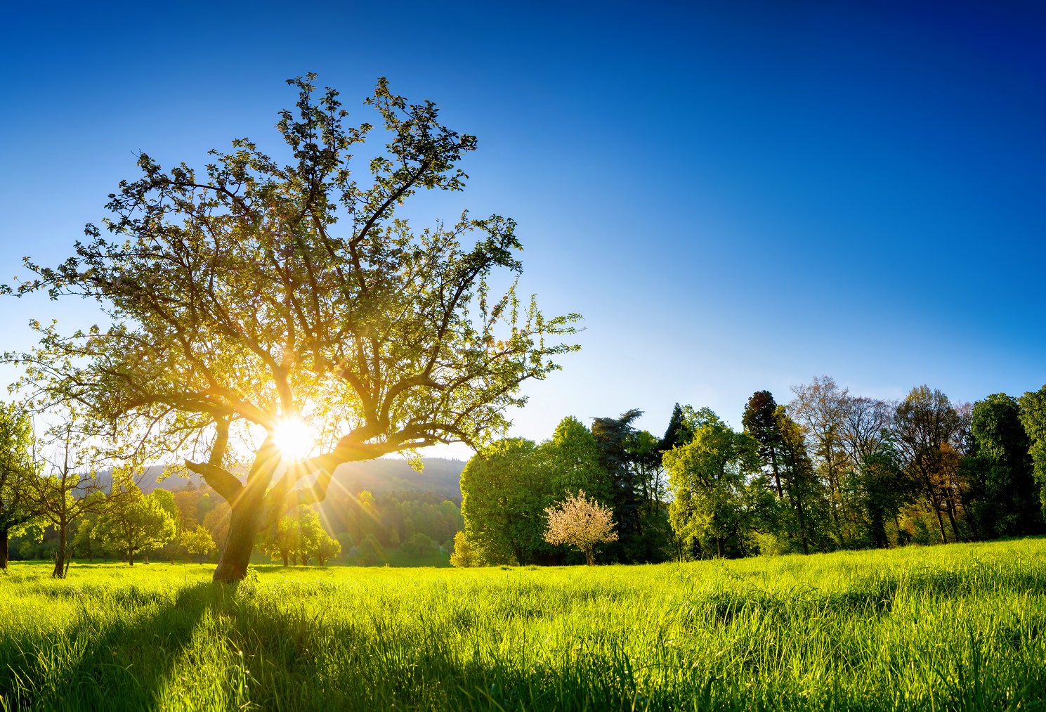 A sun shines through the branches of a large tree, illuminating a lush green field. Surrounding trees are visible, creating a serene landscape under a clear blue sky. The scene evokes a sense of tranquility and natural beauty.