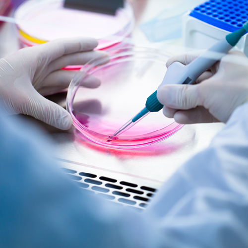 Ein Laborforscher trägt Handschuhe und hält eine Pipette, während er eine rote Flüssigkeit in eine Petrischale einfüllt. Im Hintergrund sind weitere Petrischalen und Laborausrüstung sichtbar.